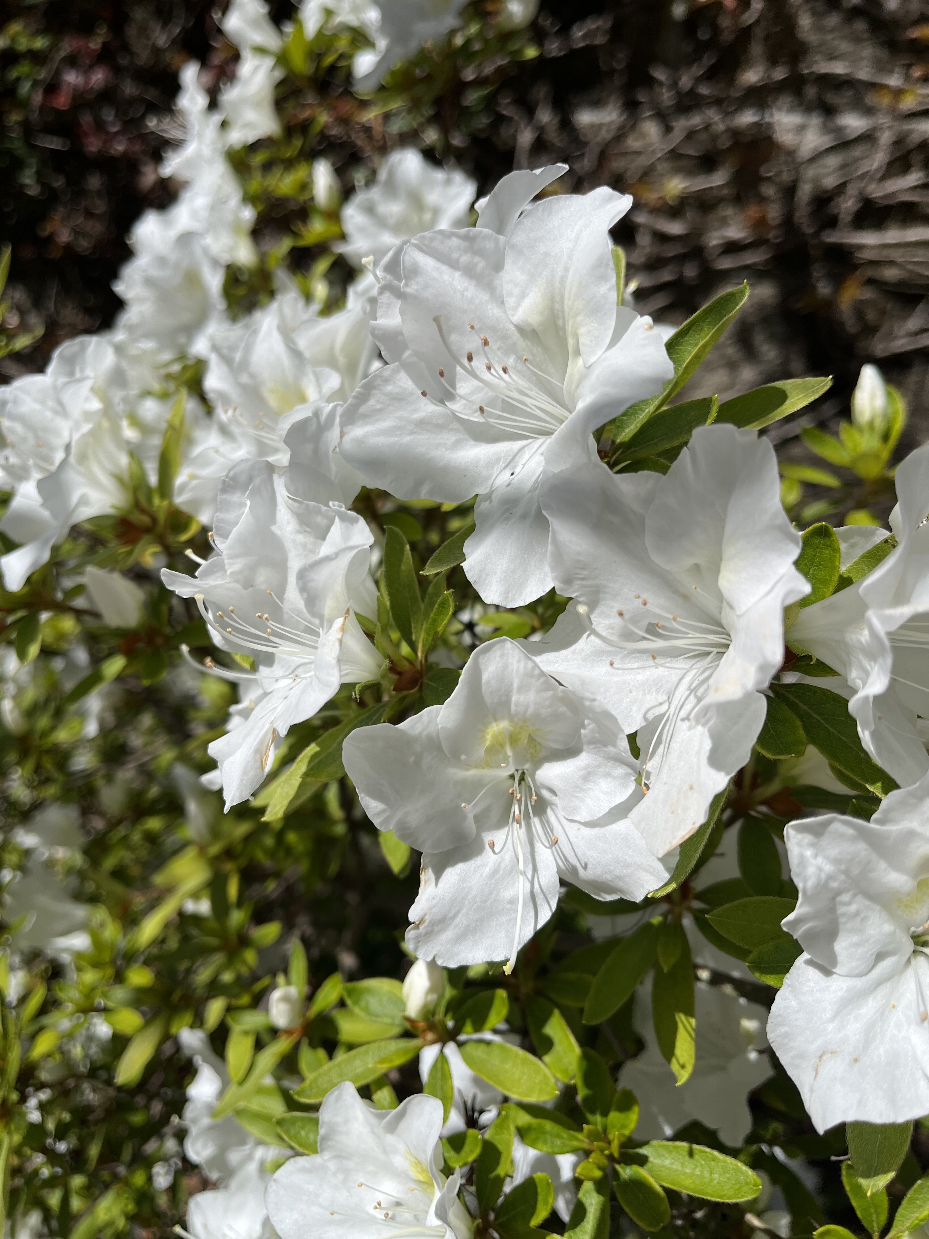an image of white flowers